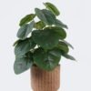 Artificial Table Plants 22*22*32cm   Pilea peperomioides in cement pot GS-03326094 2026Jun 3,000+ sqm showroom with thousands of artificial flowers, plants & trees ready for global sourcing.