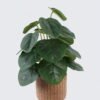Artificial Table Plants 22*22*32cm   Pilea peperomioides in cement pot GS-03326094 2026Jun 3,000+ sqm showroom with thousands of artificial flowers, plants & trees ready for global sourcing.