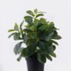 Artificial Table Plants Polyscias in PP pot GS-03326047_4 Artificial Table Plants 26*26*33cm Polyscias in PP pot GS-03326047 2026Jun 3,000+ sqm showroom with thousands of artificial flowers, plants & trees ready for global sourcing.
