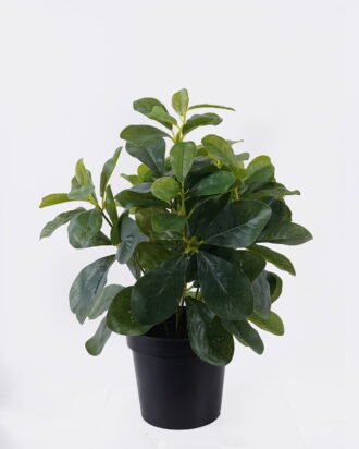 Artificial Table Plants 26*26*33cm Polyscias in PP pot GS-03326047 2026Jun 3,000+ sqm showroom with thousands of artificial flowers, plants & trees ready for global sourcing. Artificial Table Plants 26*26*33cm Polyscias in PP pot GS-03326047 2026Jun 3,000+ sqm showroom with thousands of artificial flowers, plants & trees ready for global sourcing.