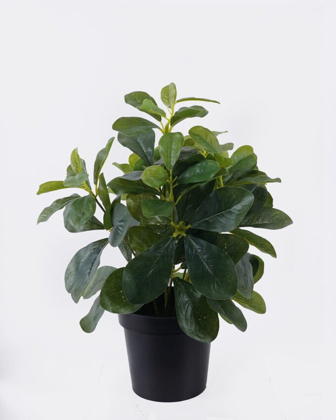 Artificial Table Plants Polyscias in PP pot GS-03326047_4 Artificial Table Plants 26*26*33cm Polyscias in PP pot GS-03326047 2026Jun 3,000+ sqm showroom with thousands of artificial flowers, plants & trees ready for global sourcing.