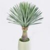 Artificial Table Plants Scarecrow in PP pot 232 lvs GS-41926013-G1_6 Artificial Table Plants 55*55*96cm Scarecrow in PP pot/232 lvs GS-41926013-G1 2026Jul 3,000+ sqm showroom with thousands of artificial flowers, plants & trees ready for global sourcing.