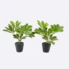 Artificial Table Plants 23*27*30cm Schefflera Octophylla *7  in PP pot GS-70226002 2026Aug 3,000+ sqm showroom with thousands of artificial flowers, plants & trees ready for global sourcing.