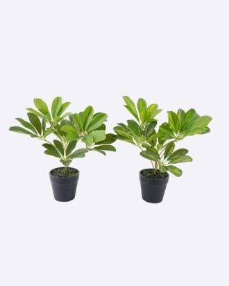 Artificial Table Plants 23*27*30cm Schefflera Octophylla *7  in PP pot GS-70226002 2026Aug 3,000+ sqm showroom with thousands of artificial flowers, plants & trees ready for global sourcing.