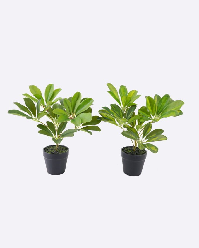 Artificial Table Plants 23*27*30cm Schefflera Octophylla *7  in PP pot GS-70226002 2026Aug 3,000+ sqm showroom with thousands of artificial flowers, plants & trees ready for global sourcing.
