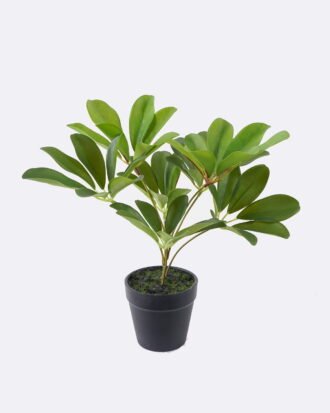 Artificial Table Plants 23*27*30cm Schefflera Octophylla *7  in PP pot GS-70226002 2026Aug 3,000+ sqm showroom with thousands of artificial flowers, plants & trees ready for global sourcing.