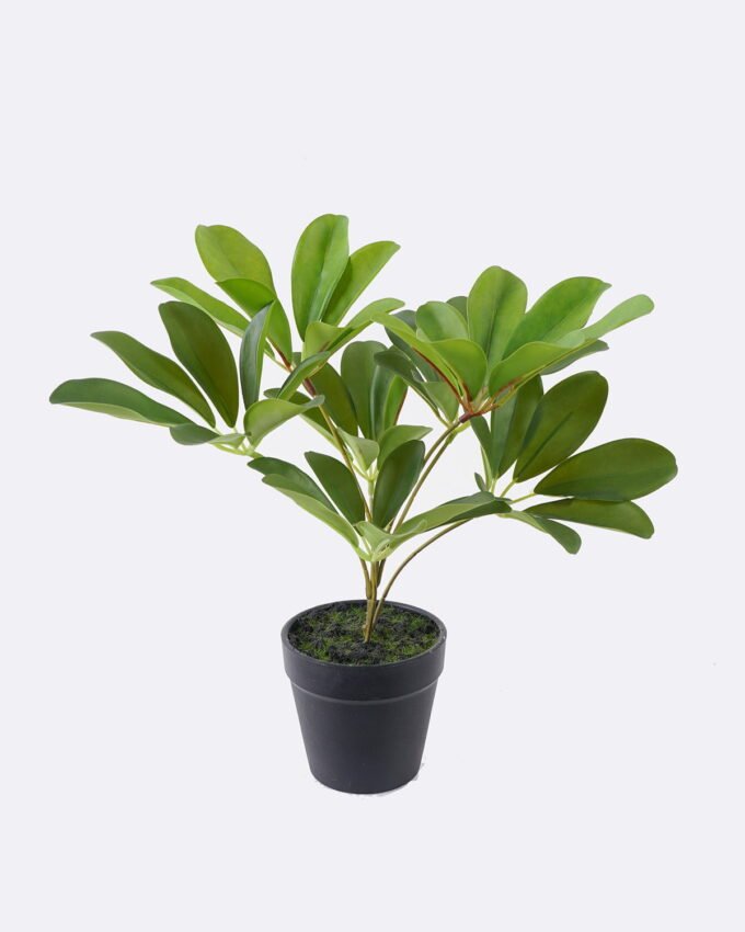 Artificial Table Plants 23*27*30cm Schefflera Octophylla *7  in PP pot GS-70226002 2026Aug 3,000+ sqm showroom with thousands of artificial flowers, plants & trees ready for global sourcing.