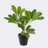 Artificial Table Plants 23*27*30cm Schefflera Octophylla *7  in PP pot GS-70226002 2026Aug 3,000+ sqm showroom with thousands of artificial flowers, plants & trees ready for global sourcing.