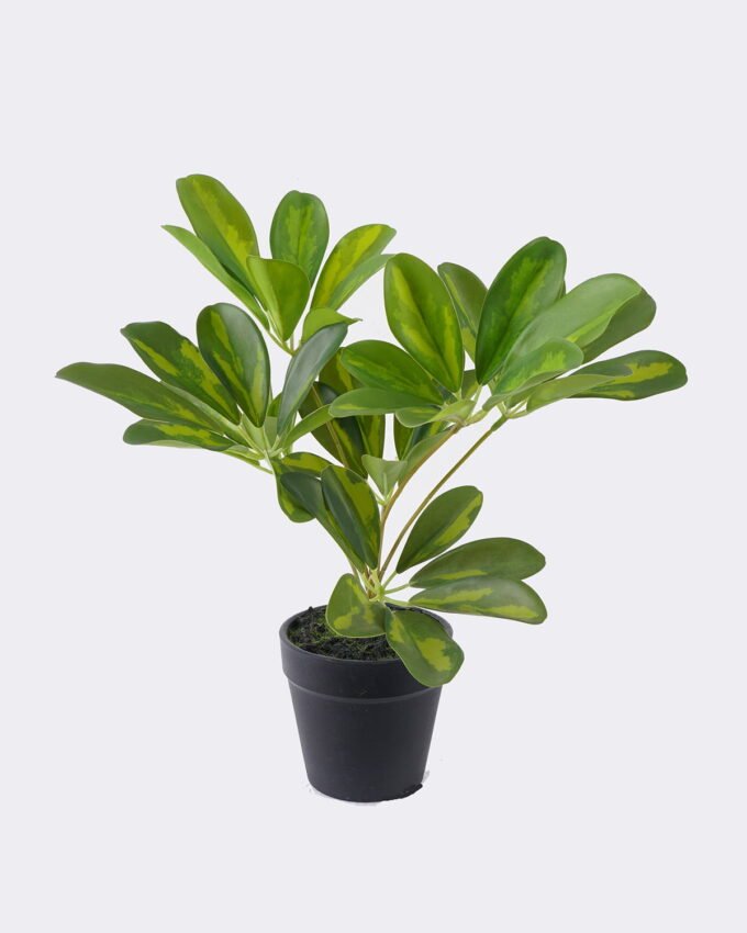 Artificial Table Plants 23*27*30cm Schefflera Octophylla *7  in PP pot GS-70226002 2026Aug 3,000+ sqm showroom with thousands of artificial flowers, plants & trees ready for global sourcing.