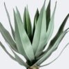 Artificial Table Plants Stabbing Border Dragon Shedan in PP pot 18 lvs GS-41926021_1 Artificial Table Plants 30*30*50cm Stabbing Border Dragon Shedan in PP pot/18 lvs GS-41926021 2026Jul 3,000+ sqm showroom with thousands of artificial flowers, plants & trees ready for global sourcing.