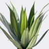 Artificial Table Plants Stabbing Border Dragon Shedan in PP pot 24 lvs GS-41926009_1 Artificial Table Plants 48*45*60cm Stabbing Border Dragon Shedan in PP pot/24 lvs GS-41926009 2026Jul 3,000+ sqm showroom with thousands of artificial flowers, plants & trees ready for global sourcing.