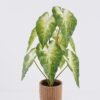 Artificial Table Plants Syngonium podophyllum in Cement pot GS-03326054_3 Artificial Table Plants 30*30*52cm Syngonium podophyllum in Cement pot GS-03326054 2026Jun 3,000+ sqm showroom with thousands of artificial flowers, plants & trees ready for global sourcing.