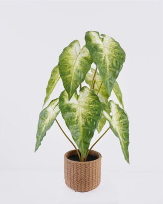 Artificial Table Plants 30*30*52cm Syngonium podophyllum in Cement pot GS-03326054 2026Jun 3,000+ sqm showroom with thousands of artificial flowers, plants & trees ready for global sourcing. Artificial Table Plants 30*30*52cm Syngonium podophyllum in Cement pot GS-03326054 2026Jun 3,000+ sqm showroom with thousands of artificial flowers, plants & trees ready for global sourcing.