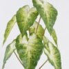 Artificial Table Plants Syngonium podophyllum in Cement pot GS-03326054_6 Artificial Table Plants 30*30*52cm Syngonium podophyllum in Cement pot GS-03326054 2026Jun 3,000+ sqm showroom with thousands of artificial flowers, plants & trees ready for global sourcing.