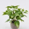 Artificial Table Plants Variegated Pothos in Cement pot GS-03326066_3 Artificial Table Plants 30*30*30cm Variegated Pothos in Cement pot GS-03326066 2026Jun 3,000+ sqm showroom with thousands of artificial flowers, plants & trees ready for global sourcing.