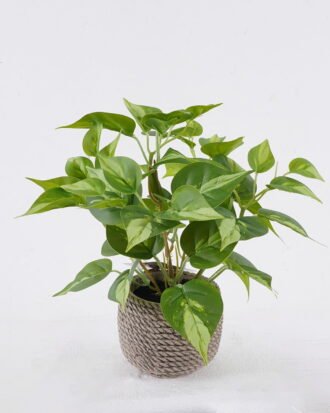 Artificial Table Plants 30*30*30cm Variegated Pothos in Cement pot GS-03326066 2026Jun 3,000+ sqm showroom with thousands of artificial flowers, plants & trees ready for global sourcing. Artificial Table Plants 30*30*30cm Variegated Pothos in Cement pot GS-03326066 2026Jun 3,000+ sqm showroom with thousands of artificial flowers, plants & trees ready for global sourcing.