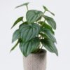 Artificial Table Plants 22*22*32cm  Watermelon leaf in cement pot GS-03326093 2026Jun 3,000+ sqm showroom with thousands of artificial flowers, plants & trees ready for global sourcing.
