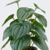 Artificial Table Plants 22*22*32cm  Watermelon leaf in cement pot GS-03326093 2026Jun 3,000+ sqm showroom with thousands of artificial flowers, plants & trees ready for global sourcing.