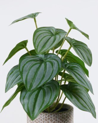 Artificial Table Plants 22*22*32cm Watermelon leaf in cement pot GS-03326093 2026Jun 3,000+ sqm showroom with thousands of artificial flowers, plants & trees ready for global sourcing. Artificial Table Plants 22*22*32cm Watermelon leaf in cement pot GS-03326093 2026Jun 3,000+ sqm showroom with thousands of artificial flowers, plants & trees ready for global sourcing.