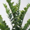 Artificial Tree 68 60 cm Zamioculcas zamiifolia 11 in PP pot 212 lvs GS-30426035_1 Artificial Tree 68*60*cm Zamioculcas zamiifolia *11 in PP pot/212 lvs GS-30426035 2026Jul 3,000+ sqm showroom with thousands of artificial flowers, plants & trees ready for global sourcing.