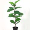 Artificial Tree 80cm Ficus lyrata in PP pot 16 lvs GS-59526003-TK Artificial Tree 80cm Ficus lyrata in PP pot/16 lvs GS-59526003-TK 2026Aug 3,000+ sqm showroom with thousands of artificial flowers, plants & trees ready for global sourcing.