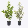 Artificial Tree Banyan Panda in PP pot GS-70226009_3 Artificial Tree 25*22*65cm Banyan Panda in PP pot GS-70226009 2026Aug 3,000+ sqm showroom with thousands of artificial flowers, plants & trees ready for global sourcing.