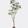 Artificial Tree Buttonwood in PP pot 102 lvs GS-71025001 Artificial Tree 60*45*168cm Buttonwood in PP pot/102 lvs GS-71025001 2026Aug 3,000+ sqm showroom with thousands of artificial flowers, plants & trees ready for global sourcing.