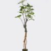 Artificial Tree 55*45*165cm Buttonwood  in PP pot/84 lvs GS-71025002 2026Aug 3,000+ sqm showroom with thousands of artificial flowers, plants & trees ready for global sourcing.