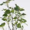 Artificial Tree 55*45*165cm Buttonwood  in PP pot/84 lvs GS-71025002 2026Aug 3,000+ sqm showroom with thousands of artificial flowers, plants & trees ready for global sourcing.