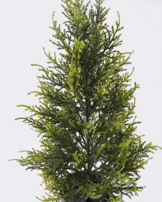 Artificial Tree 26*26*60cm Cypress in PP pot GS-30426020 2026Jul 3,000+ sqm showroom with thousands of artificial flowers, plants & trees ready for global sourcing. Artificial Tree 26*26*60cm Cypress in PP pot GS-30426020 2026Jul 3,000+ sqm showroom with thousands of artificial flowers, plants & trees ready for global sourcing.
