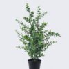 Artificial Tree Eucalyptus in PP pot GS-03326045_4 Artificial Tree 34*34*64cm Eucalyptus in PP pot GS-03326045 2026Jun 3,000+ sqm showroom with thousands of artificial flowers, plants & trees ready for global sourcing.