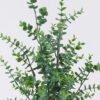 Artificial Tree Eucalyptus in PP pot GS-03326045_5 Artificial Tree 34*34*64cm Eucalyptus in PP pot GS-03326045 2026Jun 3,000+ sqm showroom with thousands of artificial flowers, plants & trees ready for global sourcing.