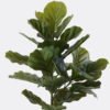 Artificial Tree Ficus lyrata 2 in PP pot GS-30426047_1 Artificial Tree 57*36*90cm Ficus lyrata *2 in PP pot GS-30426047 2026Jul 3,000+ sqm showroom with thousands of artificial flowers, plants & trees ready for global sourcing.