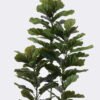 Artificial Tree 70*60*180cm Ficus lyrata *3 in PP pot/82 lvs GS-30426051 2026Jul 3,000+ sqm showroom with thousands of artificial flowers, plants & trees ready for global sourcing.