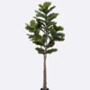 Artificial Tree 64*39*180cm Ficus lyrata *4 in PP pot/62 lvs GS-30426052 2026Jul 3,000+ sqm showroom with thousands of artificial flowers, plants & trees ready for global sourcing.