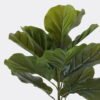 Artificial Tree Ficus lyrata in PP pot 14 lvs GS-30426046_7 Artificial Tree 43*37*70cm Ficus lyrata in PP pot/14 lvs GS-30426046 2026Jul 3,000+ sqm showroom with thousands of artificial flowers, plants & trees ready for global sourcing.