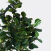 Artificial Tree 120*110*220cm Ficus lyrata  in PP pot/198 lvs GS-58426001KD 2026Aug 3,000+ sqm showroom with thousands of artificial flowers, plants & trees ready for global sourcing.