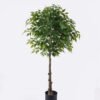 Artificial Tree Ficus microcarpa 17 in PP pot GS-30426018 Artificial Tree 70*60*150cm Ficus microcarpa *17 in PP pot GS-30426018 2026Jul 3,000+ sqm showroom with thousands of artificial flowers, plants & trees ready for global sourcing.
