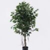 Artificial Tree Ficus microcarpa 2 in PP pot 798 lvs GS-30426014_1 Artificial Tree 70*70*120cm Ficus microcarpa *2 in PP pot/798 lvs GS-30426014 2026Jul 3,000+ sqm showroom with thousands of artificial flowers, plants & trees ready for global sourcing.
