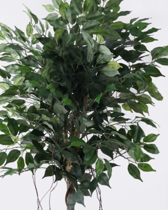 Artificial Tree 70*70*120cm Ficus microcarpa *2 in PP pot/798 lvs GS-30426014 2026Jul 3,000+ sqm showroom with thousands of artificial flowers, plants & trees ready for global sourcing. Artificial Tree 70*70*120cm Ficus microcarpa *2 in PP pot/798 lvs GS-30426014 2026Jul 3,000+ sqm showroom with thousands of artificial flowers, plants & trees ready for global sourcing.