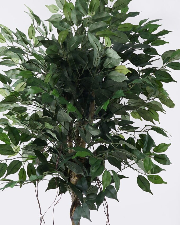 Artificial Tree 70*70*120cm Ficus microcarpa *2 in PP pot/798 lvs GS-30426014 2026Jul 3,000+ sqm showroom with thousands of artificial flowers, plants & trees ready for global sourcing.