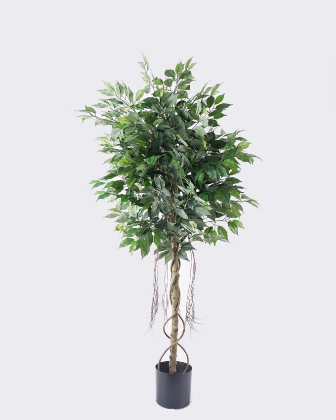 Artificial Tree 80*80*150cm Ficus microcarpa *2 in PP pot /864 lvs GS-30426015 2026Jul 3,000+ sqm showroom with thousands of artificial flowers, plants & trees ready for global sourcing.