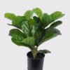 Artificial Tree 35*25*40cm Ficus microcarpa *3 in PP Pot/21 lvs GS-30426038 2026Jul 3,000+ sqm showroom with thousands of artificial flowers, plants & trees ready for global sourcing.
