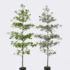 Artificial Tree 58*58*152cm Ficus microcarpa in PP pot GS-76126015KD 2026Aug 3,000+ sqm showroom with thousands of artificial flowers, plants & trees ready for global sourcing.