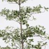 Artificial Tree 58*58*152cm Ficus microcarpa in PP pot GS-76126015KD 2026Aug 3,000+ sqm showroom with thousands of artificial flowers, plants & trees ready for global sourcing.