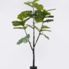 Artificial Tree Fiddle-leaf fig tree in PP pot GS-76126010KD Artificial Tree 88*78*180cm Fiddle-leaf fig tree in PP pot GS-76126010KD 2026Aug 3,000+ sqm showroom with thousands of artificial flowers, plants & trees ready for global sourcing.