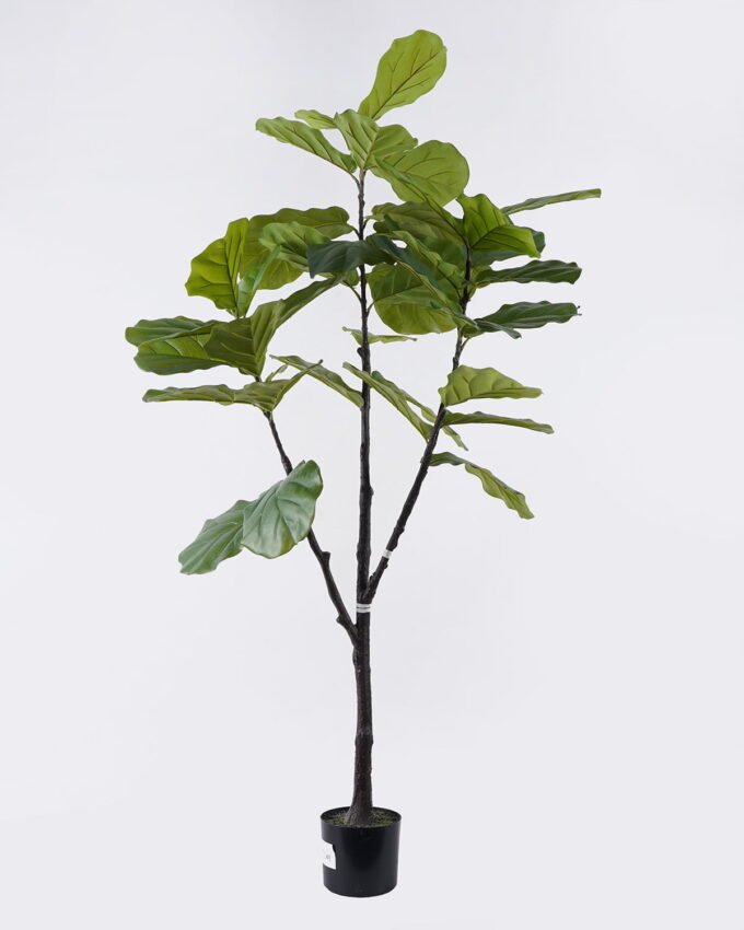 Artificial Tree 88*78*180cm Fiddle-leaf fig tree in PP pot GS-76126010KD 2026Aug 3,000+ sqm showroom with thousands of artificial flowers, plants & trees ready for global sourcing.