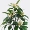 Artificial Tree 62*40*120cm Frangipani *5 in PP pot/70 lvs GS-30426059 2026Jul 3,000+ sqm showroom with thousands of artificial flowers, plants & trees ready for global sourcing.