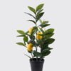 Artificial Tree LEMON tree 3 in PP pot 57 lvs GS-30426040_3 Artificial Tree 25*25*45cm LEMON tree *3 in PP pot/57 lvs GS-30426040 2026Jul 3,000+ sqm showroom with thousands of artificial flowers, plants & trees ready for global sourcing.