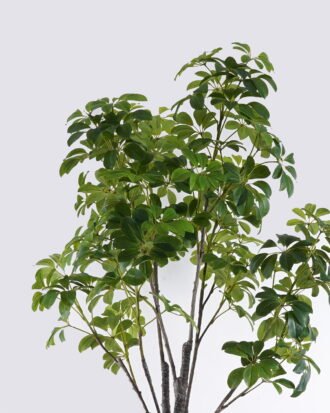 Artificial Tree 95*95*210cm Leaf in PP pot GS-46726007KD 2026Aug 3,000+ sqm showroom with thousands of artificial flowers, plants & trees ready for global sourcing. Artificial Tree 95*95*210cm Leaf in PP pot GS-46726007KD 2026Aug 3,000+ sqm showroom with thousands of artificial flowers, plants & trees ready for global sourcing.